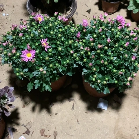 2棵菊花带盘带土