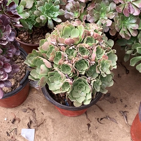 柠檬玫瑰玫瑰玫瑰