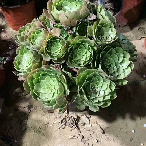 万玫瑰玫瑰玫瑰m g