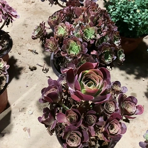 2棵玫瑰玫瑰玫瑰