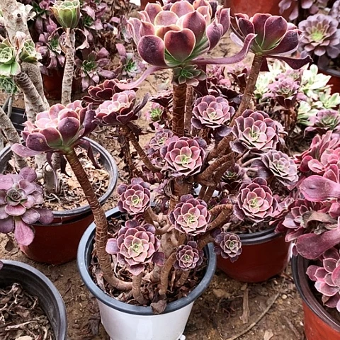 欧佳丽玫瑰玫瑰玫瑰