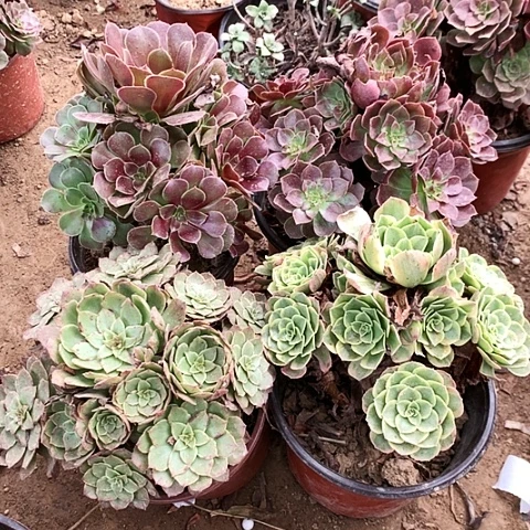 4棵玫瑰玫瑰玫瑰