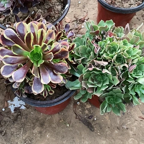 2棵玫瑰玫瑰玫瑰