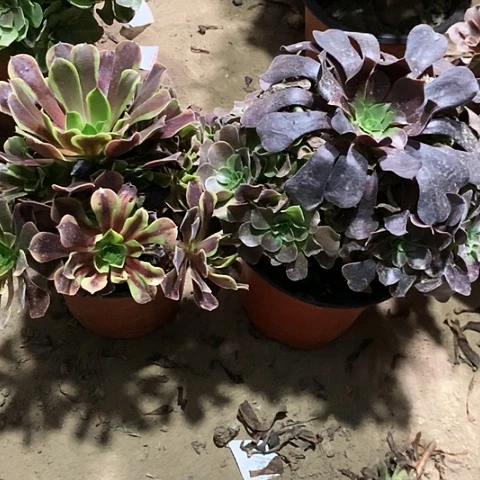 2棵玫瑰玫瑰玫瑰