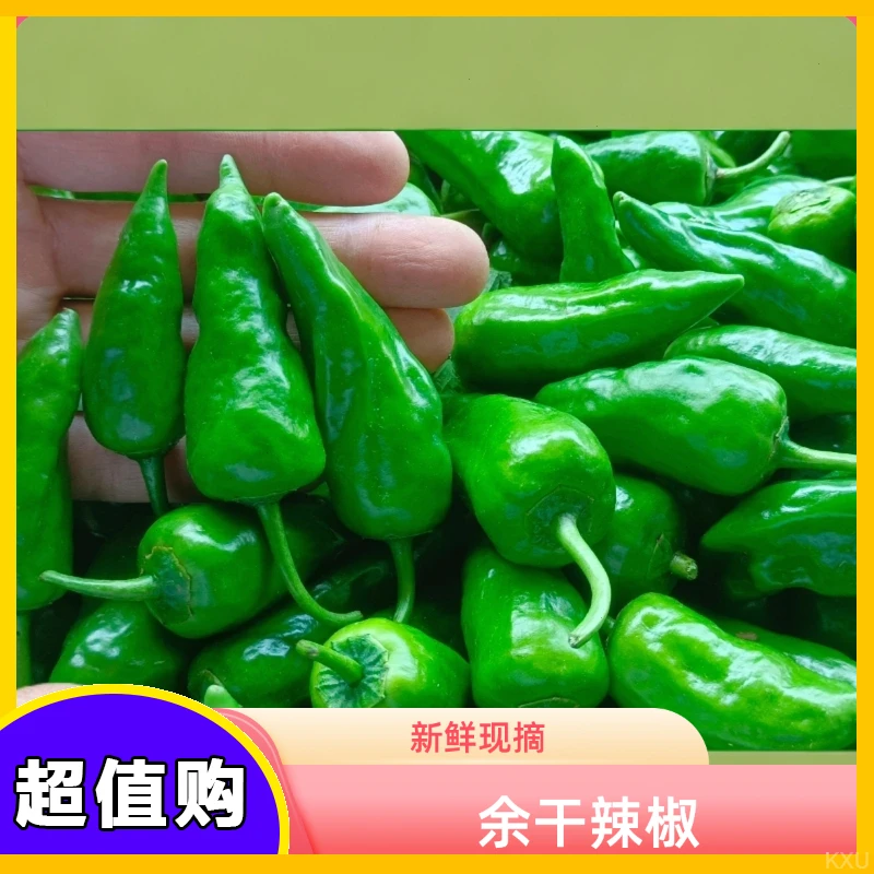 正宗湛江余干原产地辣椒现摘现发辣椒新鲜 枫树薄皮辣椒1斤坏包赔