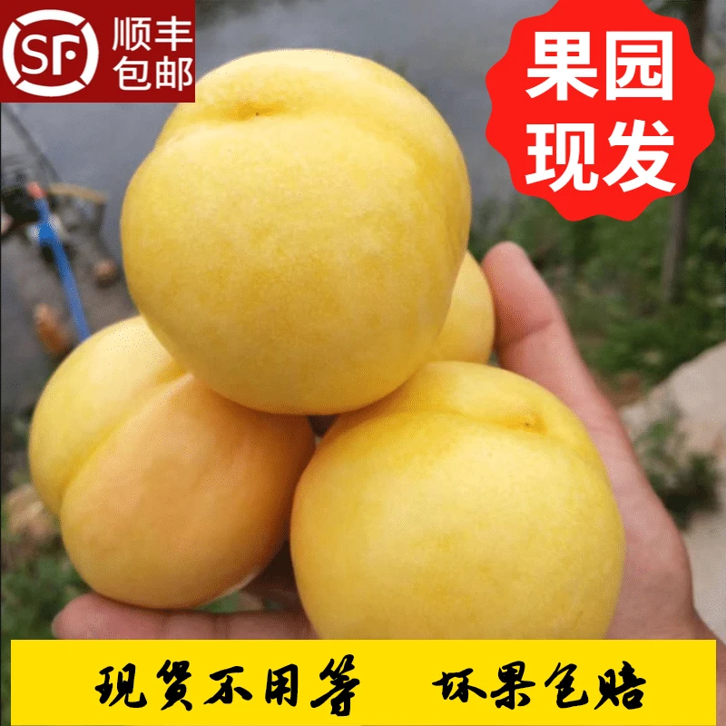 【顺丰包邮】正宗蒙阴黄桃黄金油桃现货速发黄心油桃水蜜桃自产自销