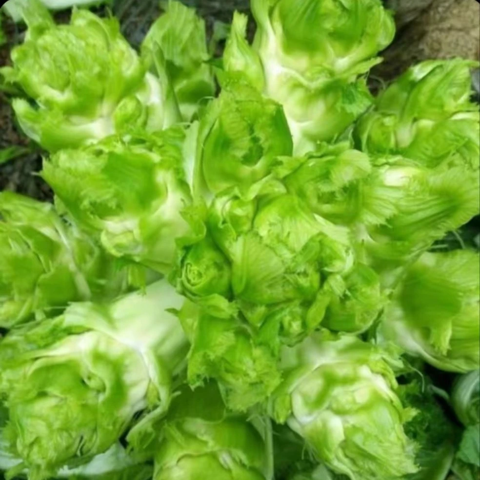 农家自种儿菜新鲜现砍现发