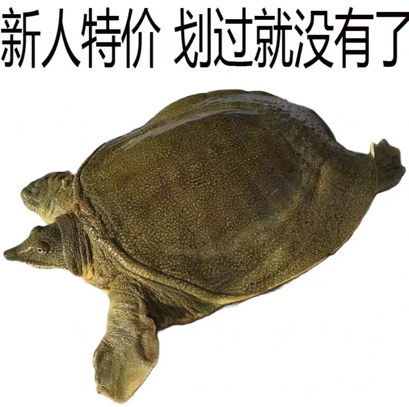 【3只共3.5斤】鲜活甲鱼外塘生态水鱼鲜活滋补食用外塘甲鱼