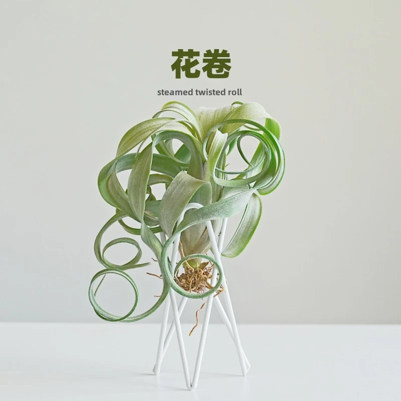 【花卷】空气凤梨奇趣绿植美丽懒人植物摆件室内阳台生长女孩大卷发