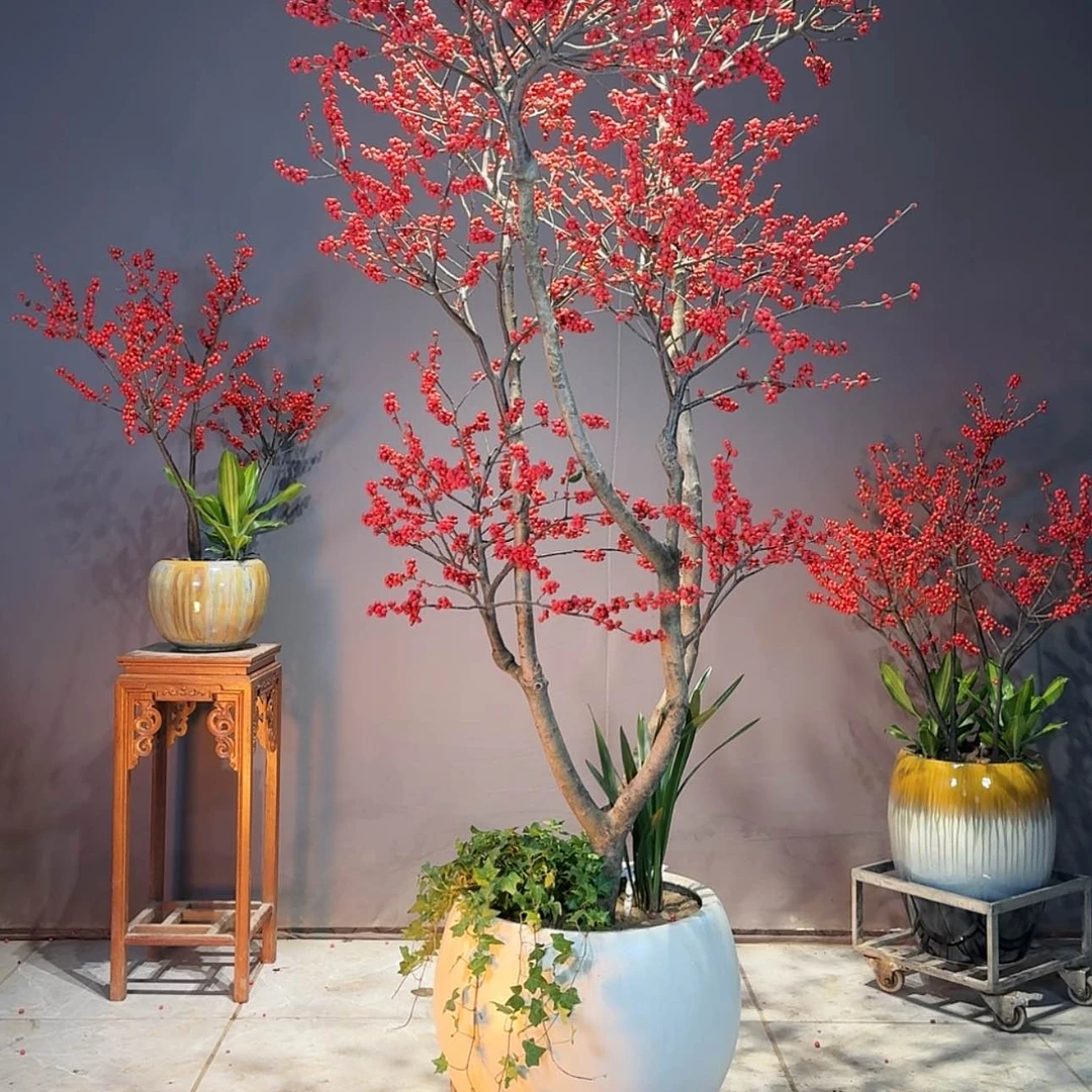 【闪购商品】红陶171cm(含)-200cm(含)佳*