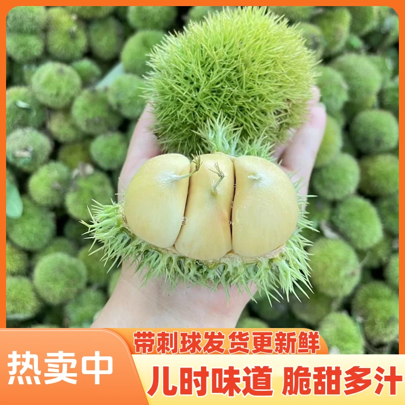【头茬刺球】新鲜板栗带刺球发货栗包毛球适合生吃脆甜包邮