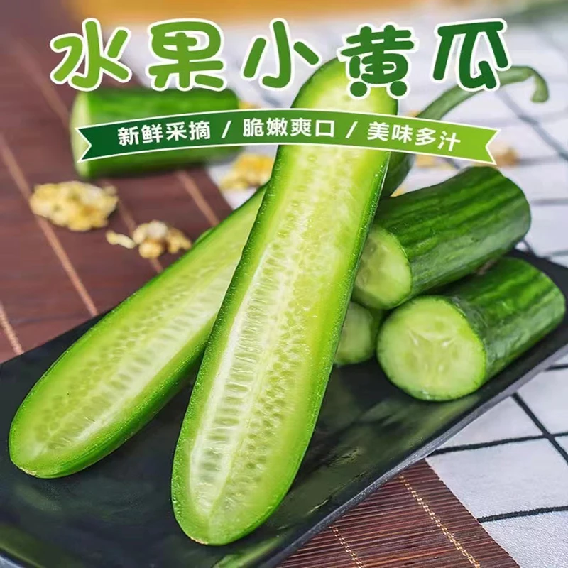 忆陇甜新鲜采摘水果黄瓜口感清脆爽口5斤农家种植无刺黄瓜