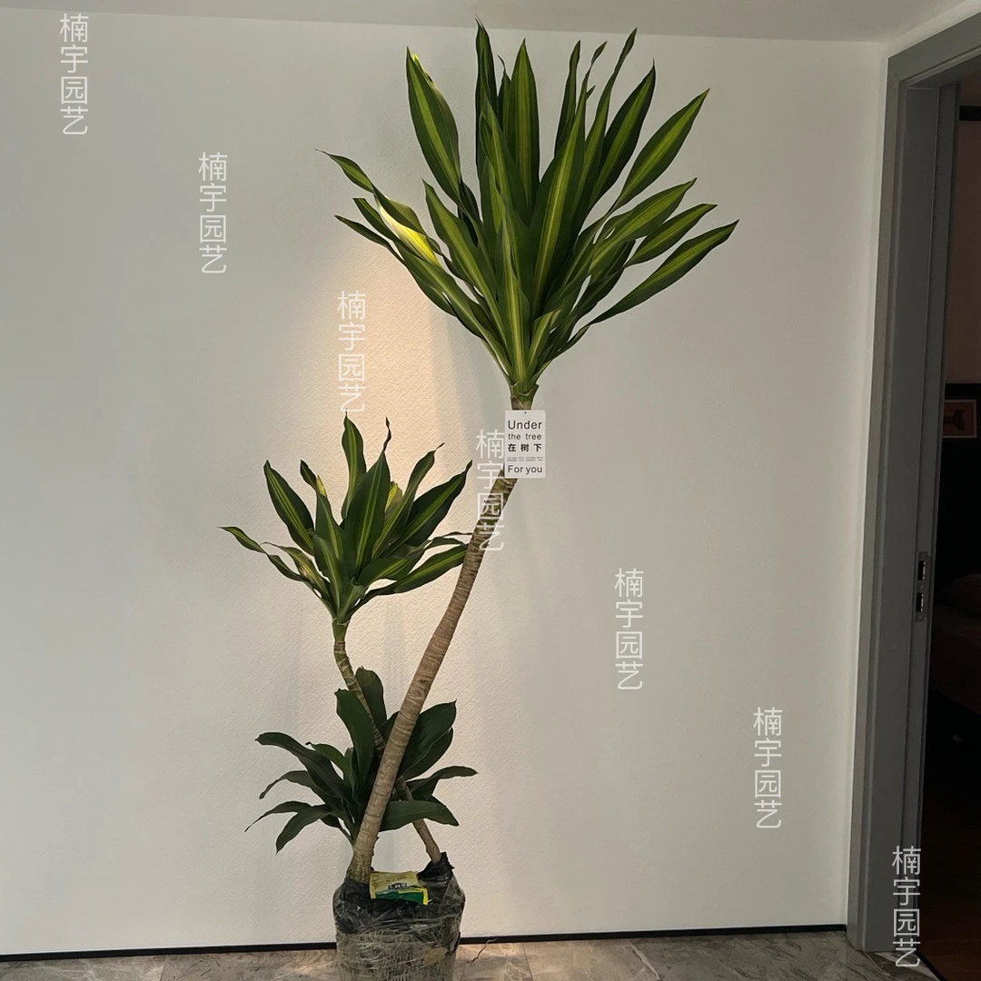 音乐喷泉荷花铁大型美人铁四季常青造型绿植室内盆栽耐阴植物美观