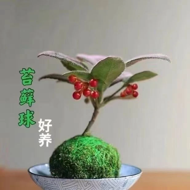 【带果发货】虎舌红苔藓球原盆发货紫金牛室内盆栽绿植好养花卉结果