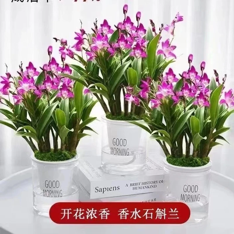 冬天带花苞澳洲香水石斛兰水培水养带盆浓香室内桌面绿植盆栽花卉