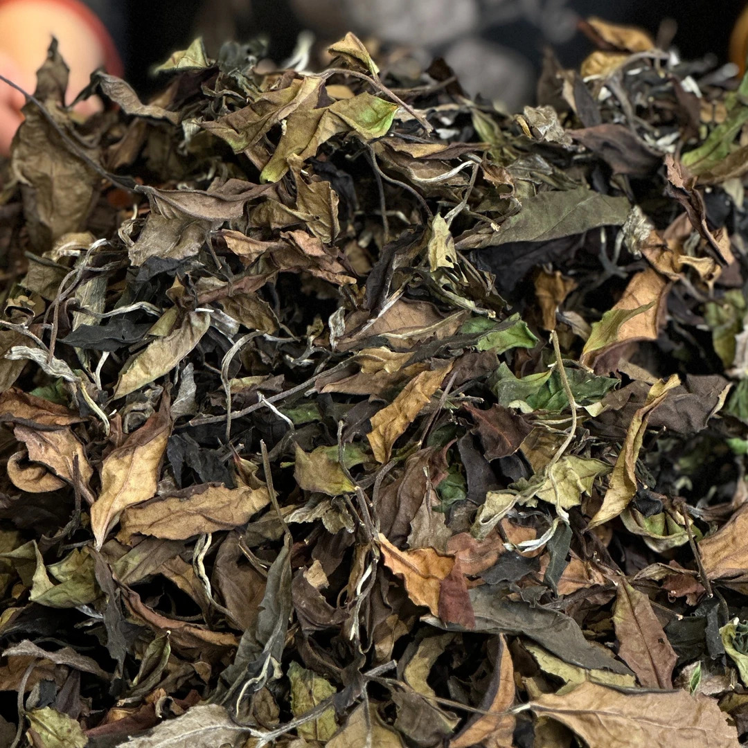 荒山野放白茶  云南古树白茶