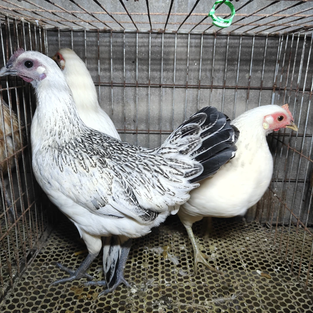 小杨散养土鸡现杀毛重1.5斤左右起