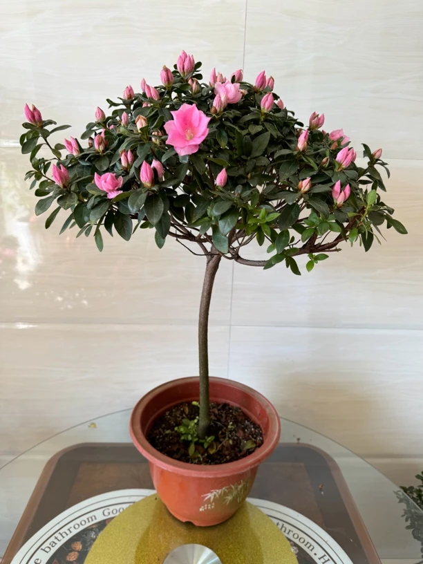 高杆子东洋杜鹃玉玲，满树花苞放在阳台客厅首选