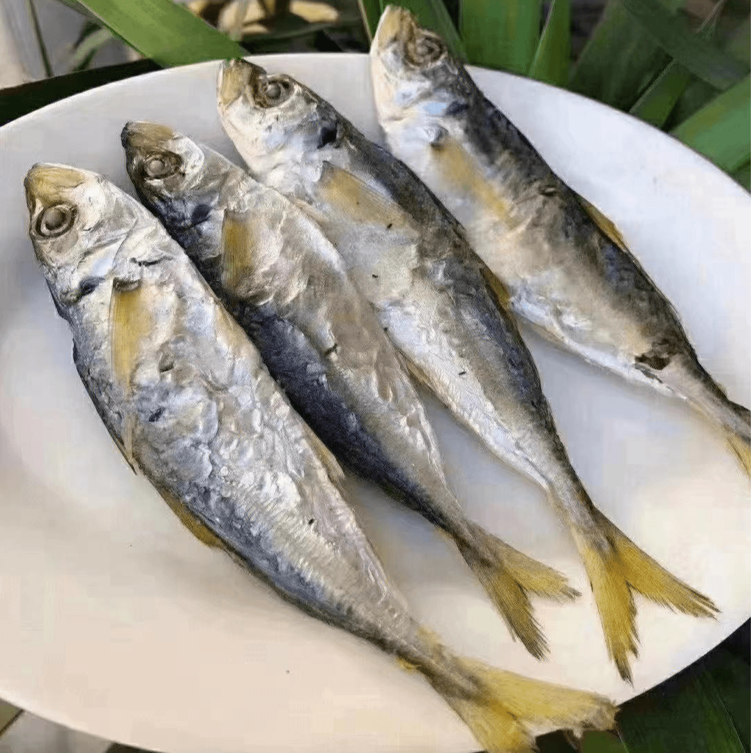 东山岛 巴浪鱼干200g发货