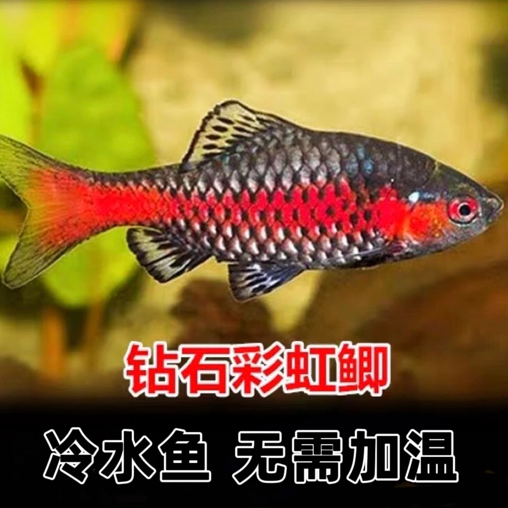 钻石彩虹鲫进口小型原生鱼冷水耐寒耐热耐养热带鱼活体群游观赏鱼