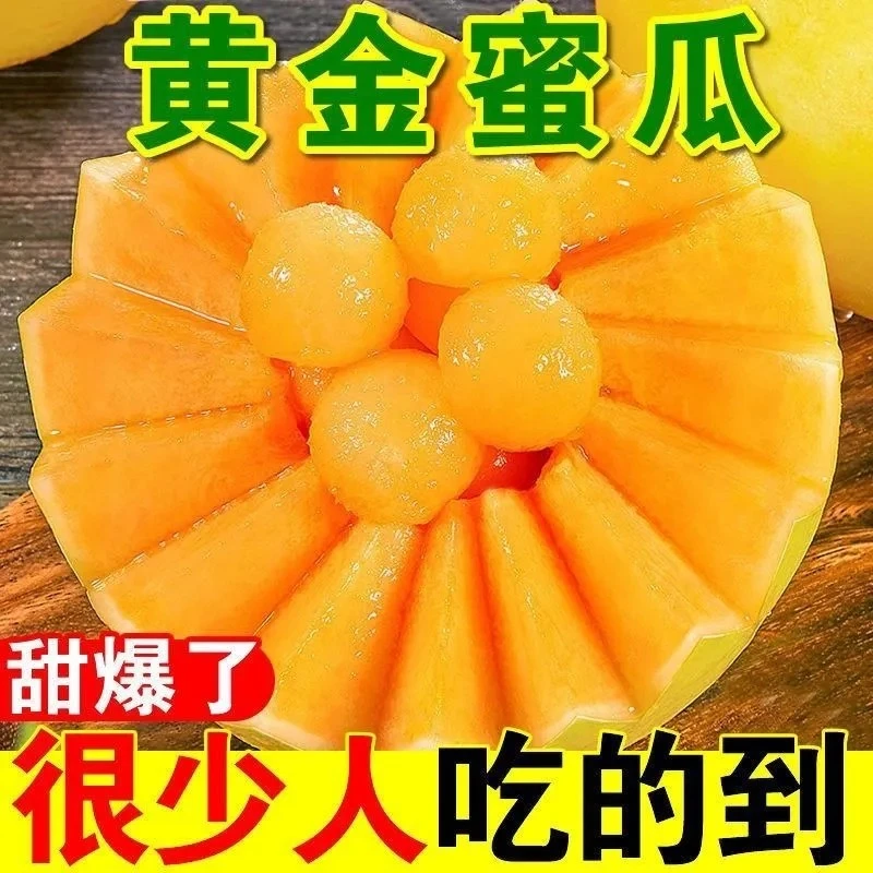 【金色年华】产地直发正宗爆款新疆吐鲁番火焰蜜瓜黄金网纹哈密瓜