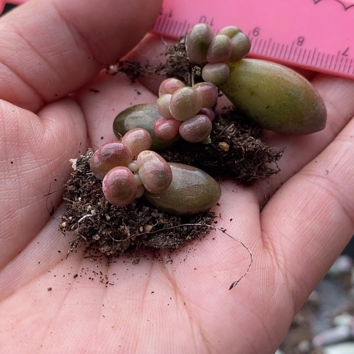 038号糖果石化锦，三个一起