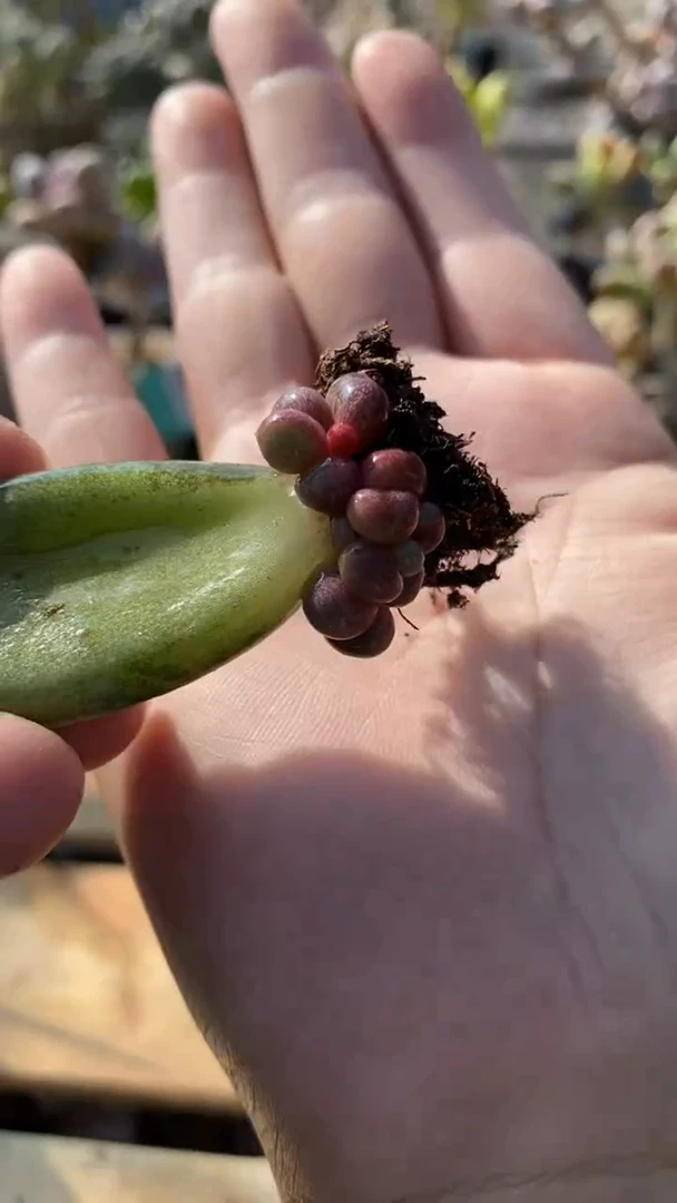 【闪购商品】糖果美人小拉丝