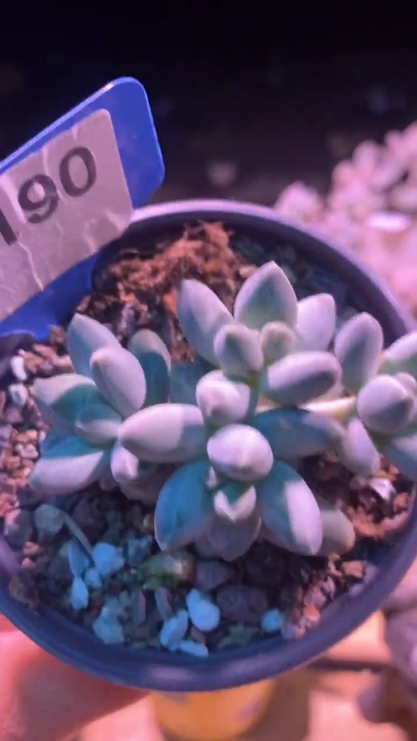 【闪购商品】星空美人