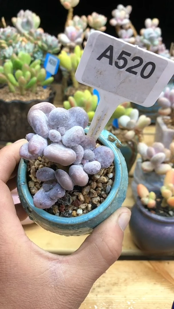 【闪购商品】原始奶酪520