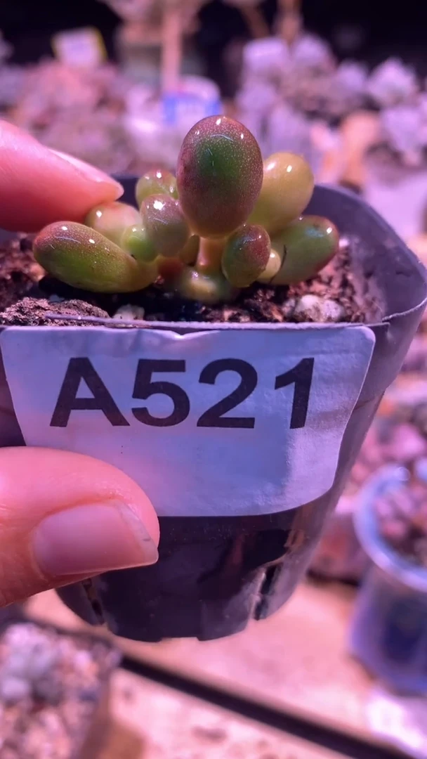 【闪购商品】红芒带锦