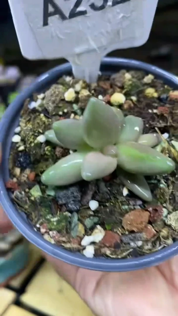 【闪购商品】香蕉美人