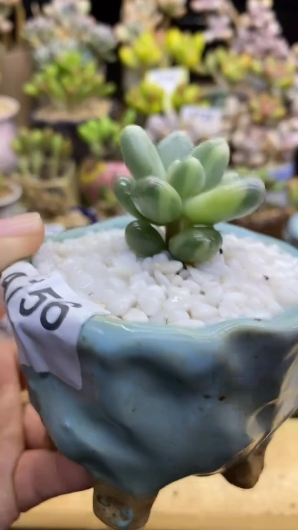 【闪购商品】奶锦756