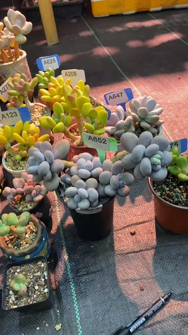 【闪购商品】原始奶酪652