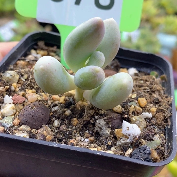 078号的加菲猫啊啊啊啊啊啊