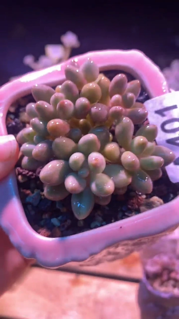 【闪购商品】手指杂交锦