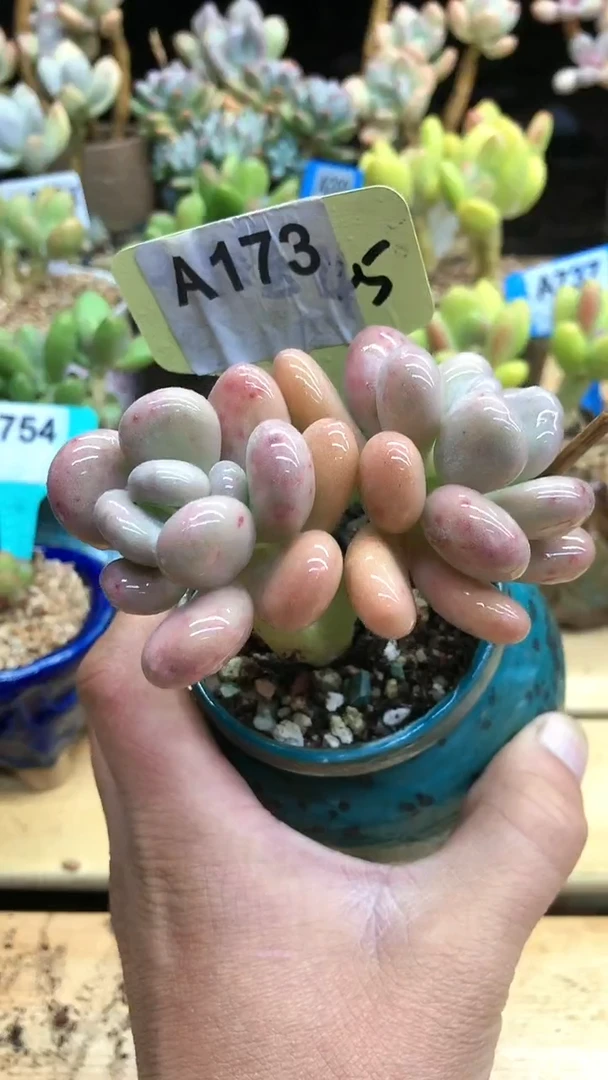 【闪购商品】程雪球173