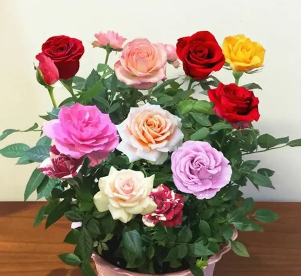 【多色月季】一盆多色月季花盆栽玫瑰花苗室内庭院绿植花卉