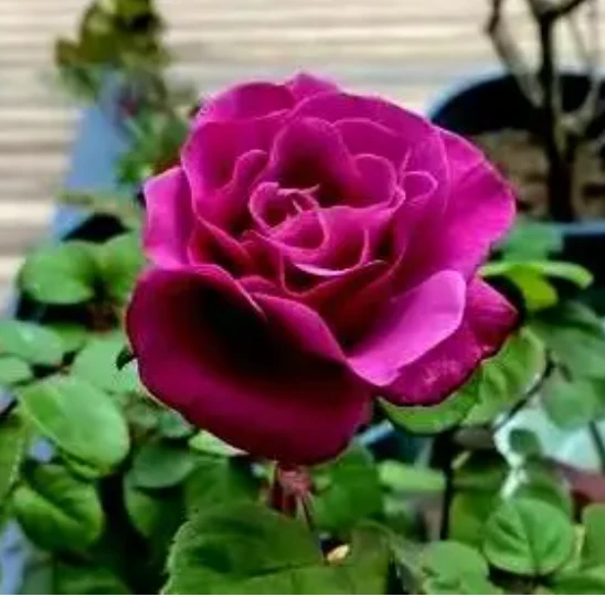 【紫美人】紫色阳台庭院四季开花抗病性强好养护盆栽月季
