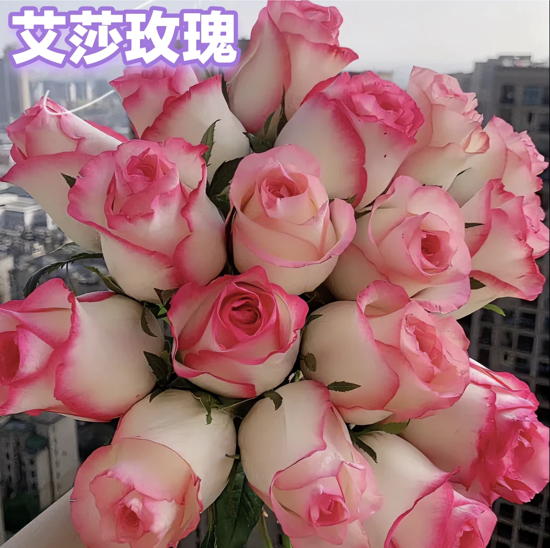 【爱莎】两加仑切花月季阳台庭院盆栽原盆原土带花包发货多季节开花