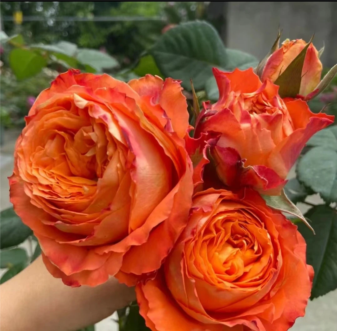【橙色浪漫】独棵露天月季花苗大花切花月季多季节重复开花