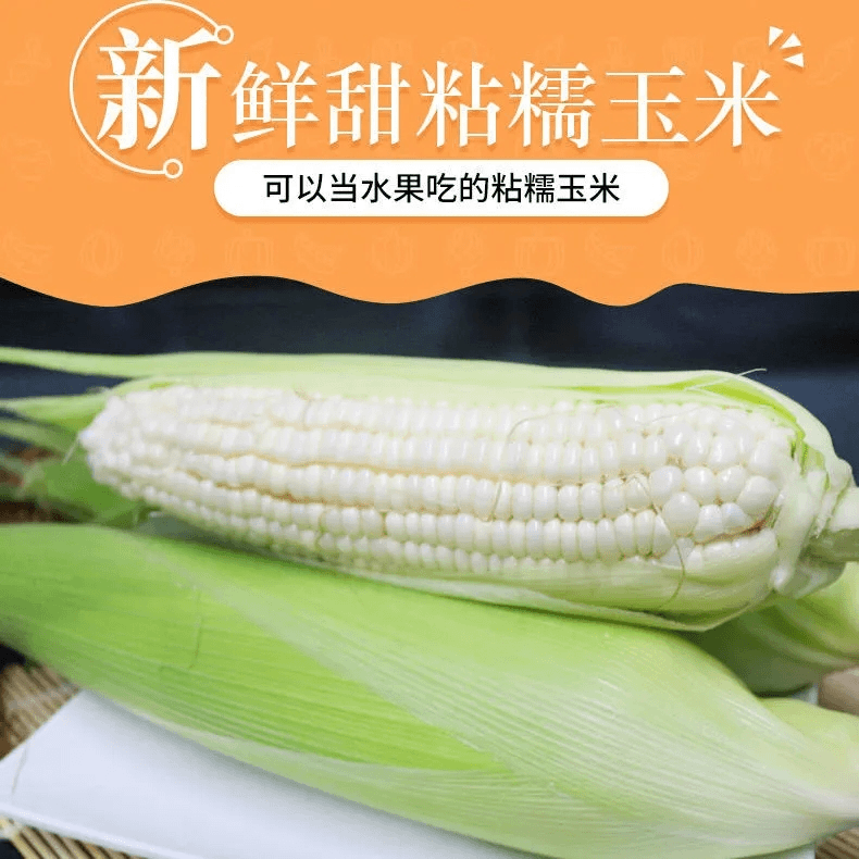 现摘白糯玉米新鲜带壳现摘当季粘黏棒子苞包谷粒玉米蔬菜产地直售