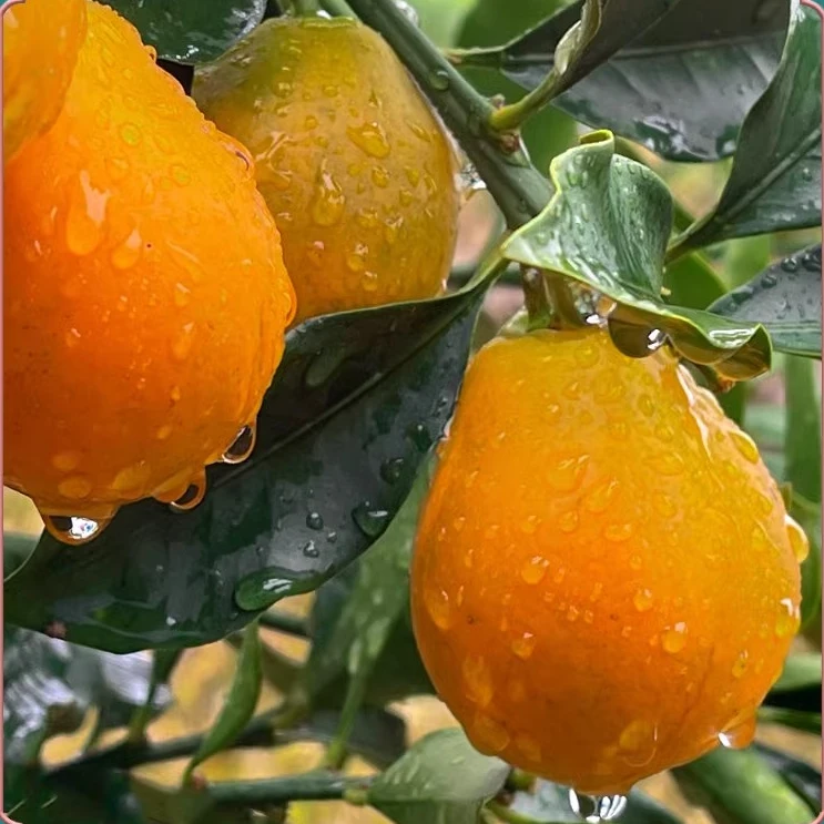 正宗广西融安金桔脆蜜金柑第三代纯甜无酸现摘现发顺风包邮橘子
