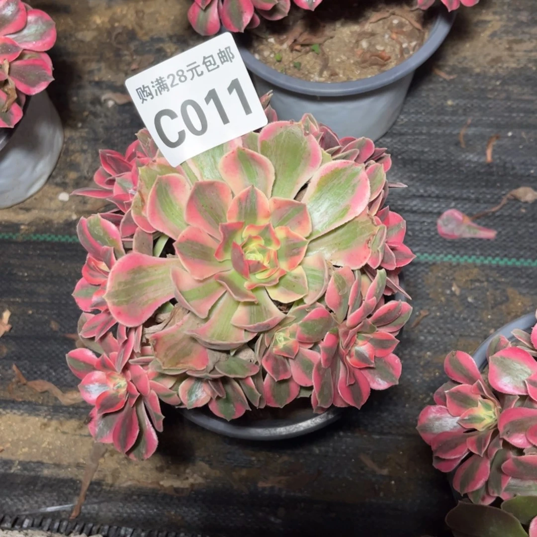 011多肉植物女妖