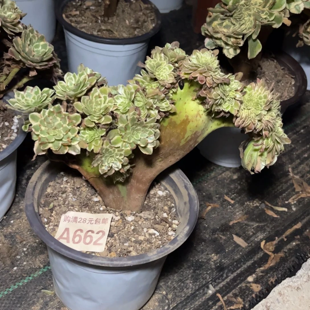 【闪购商品】662多肉朝霞缀