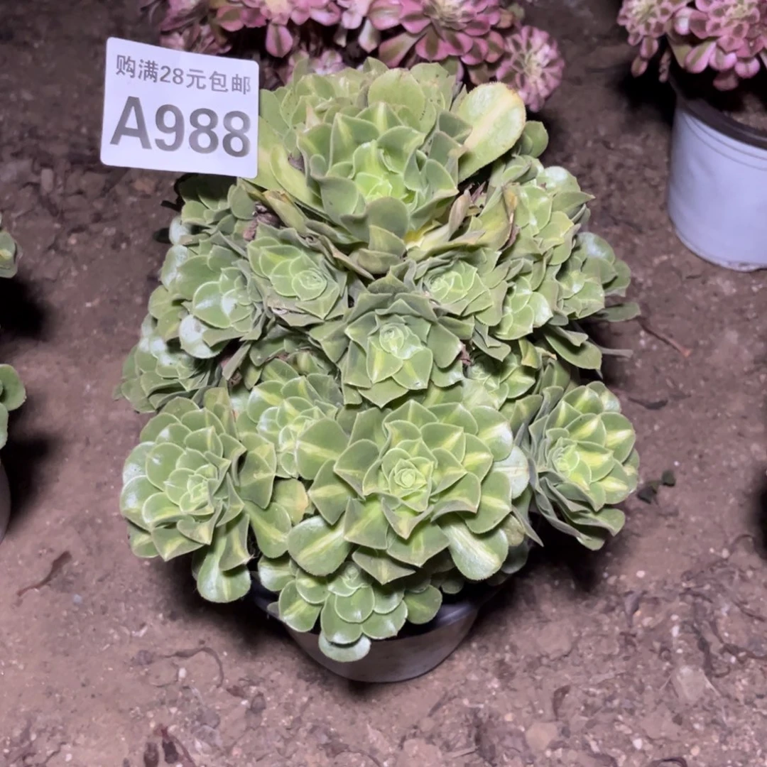 【闪购商品】988多肉翡翠琉璃