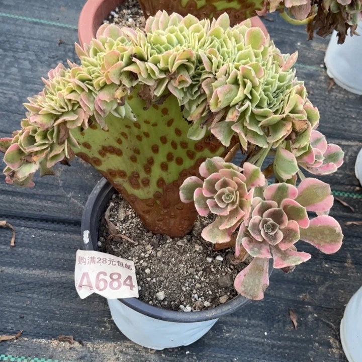 【闪购商品】684多肉粉女郎缀化