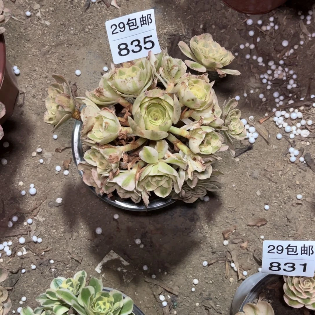 【闪购商品】*️***835多肉倾城