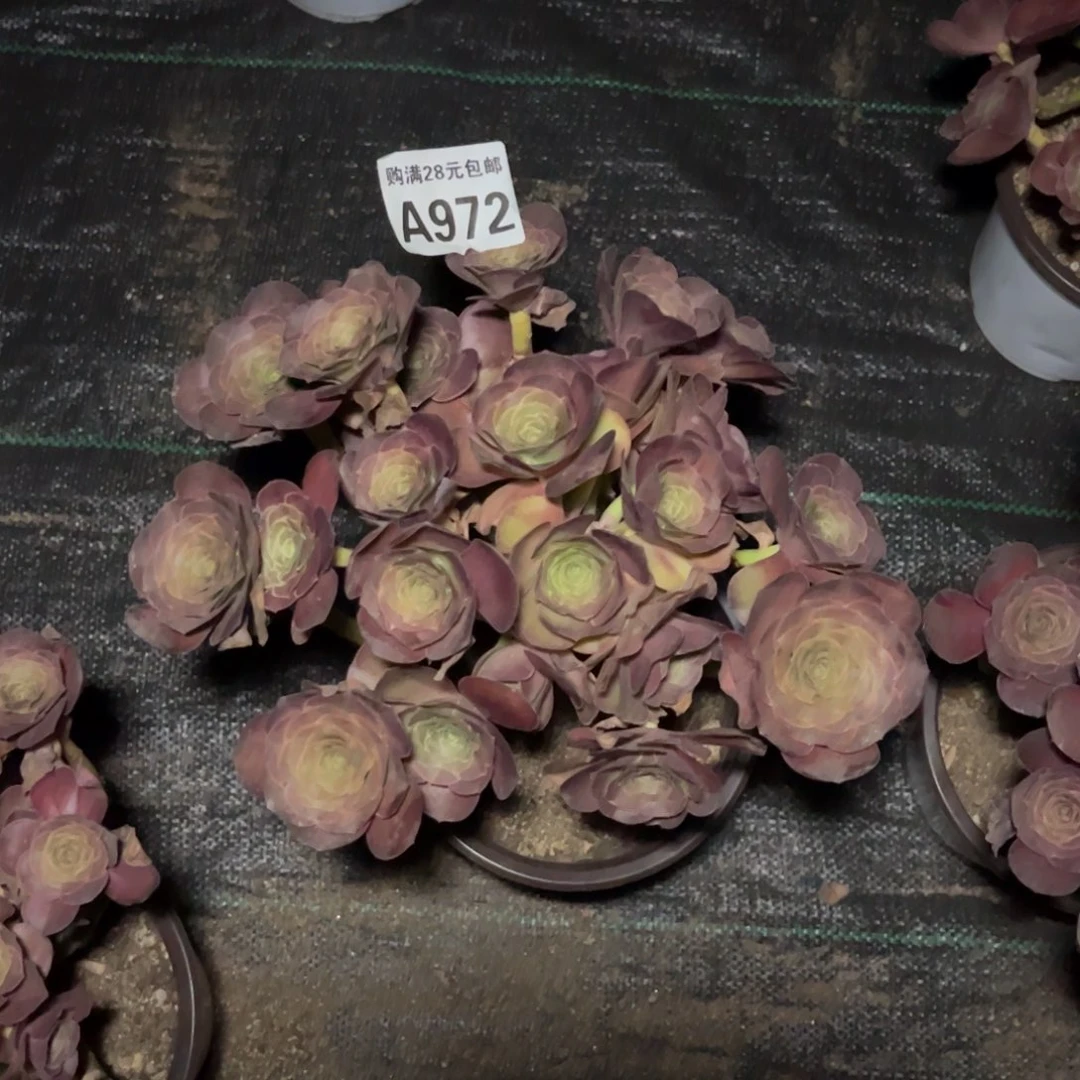 【闪购商品】972多肉魅金