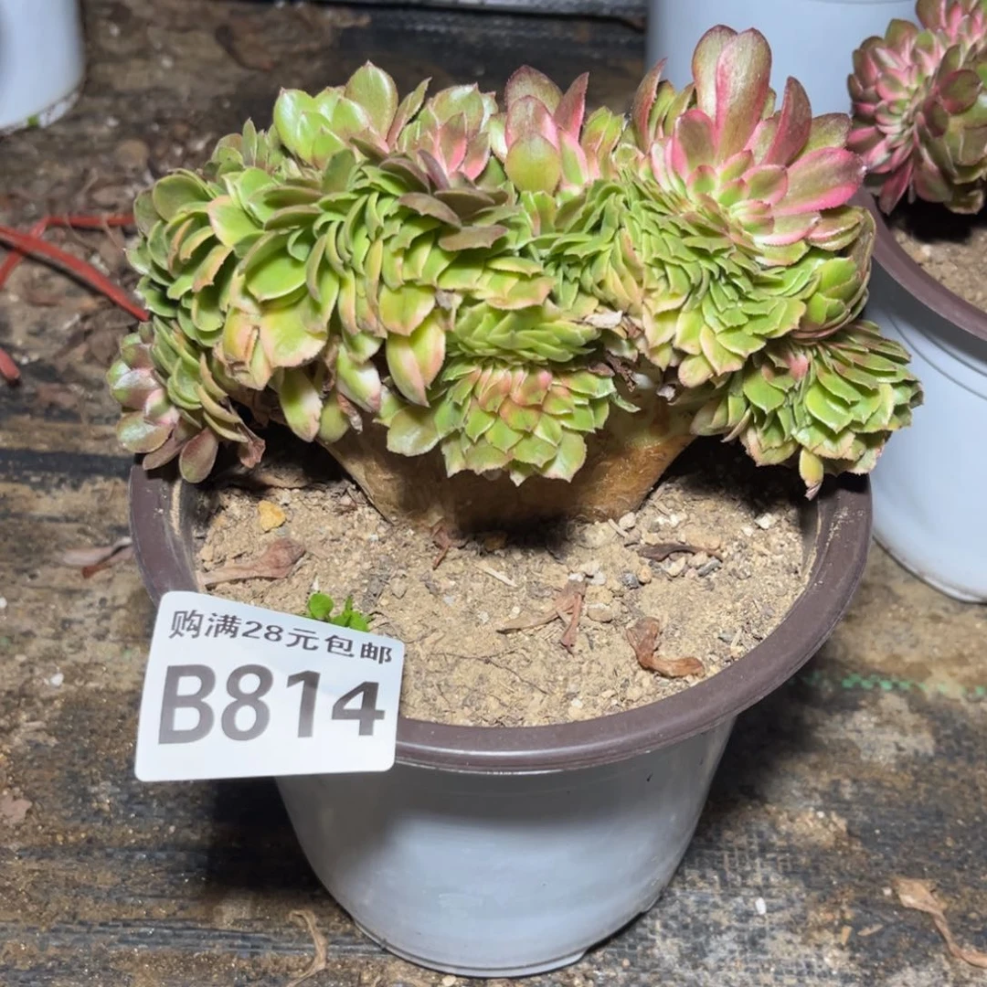 814多肉植物荔枝缀化