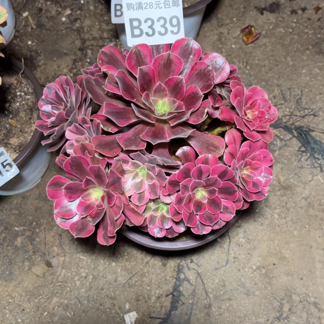 冰***多339多肉植物美杜莎